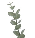 Eucalyptus Leaves 34in