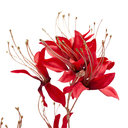 Nerina Branch Gold & Red 30in