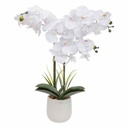 White Orchid in Ceramic Pot 23in