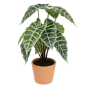 Alocasia in Terracotta Pot 17in