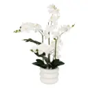 Mick Orchid in Ceramic Pot 31.5in