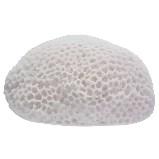 Coral Shaped LED Light White 6x3.25in