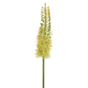 Eremurus Spray Green 35in