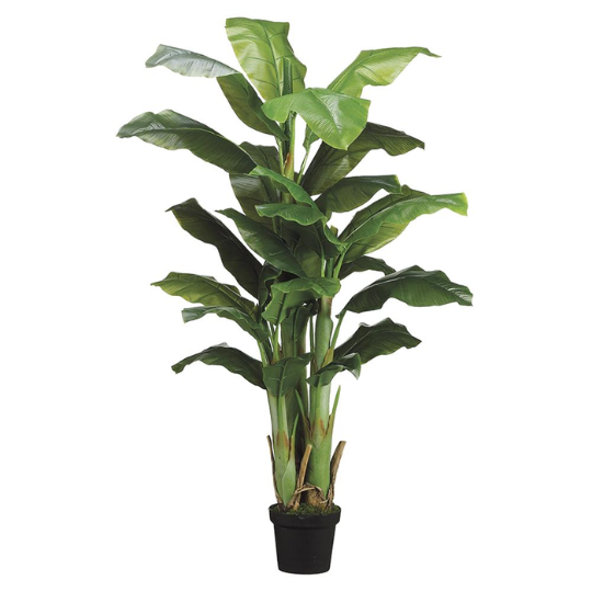 Banana Tree 5ft