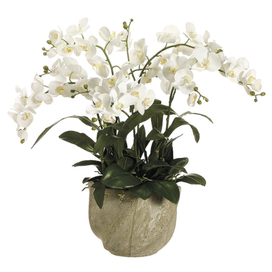 Phalaenopsis in Stone Pot 30in