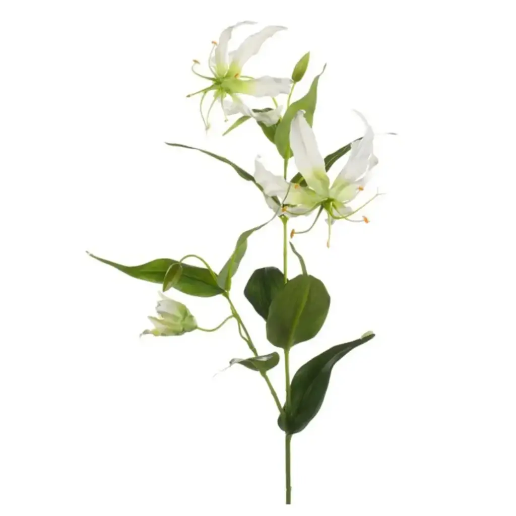 Gloriosa Spray Cream 29.5in