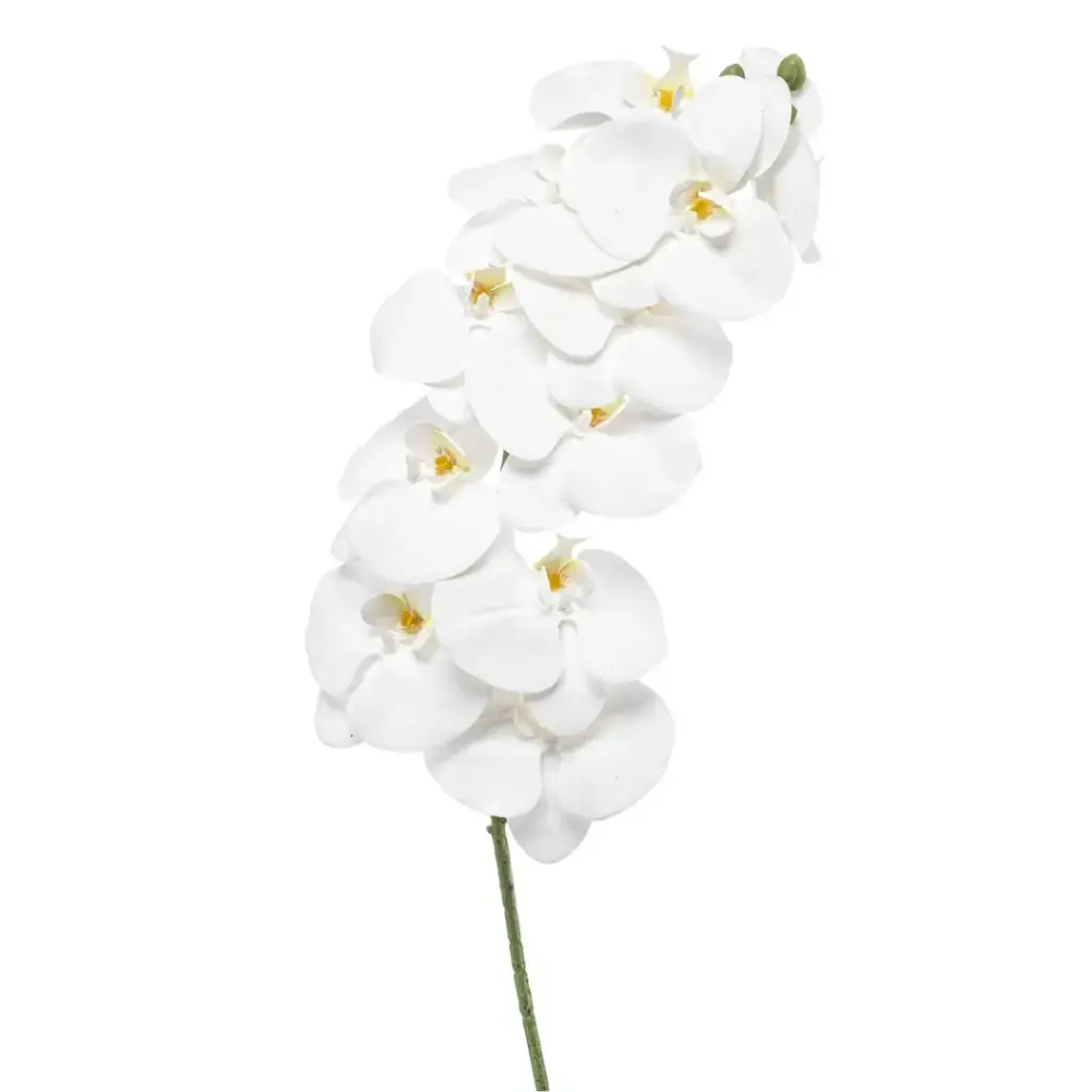 Phalaenopsis Spray White 39in