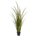 Grass Foxtail in Pot 45in