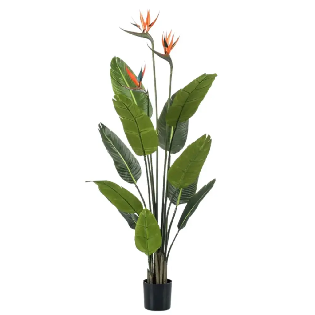 Strelitzia Tree Flowers 47in