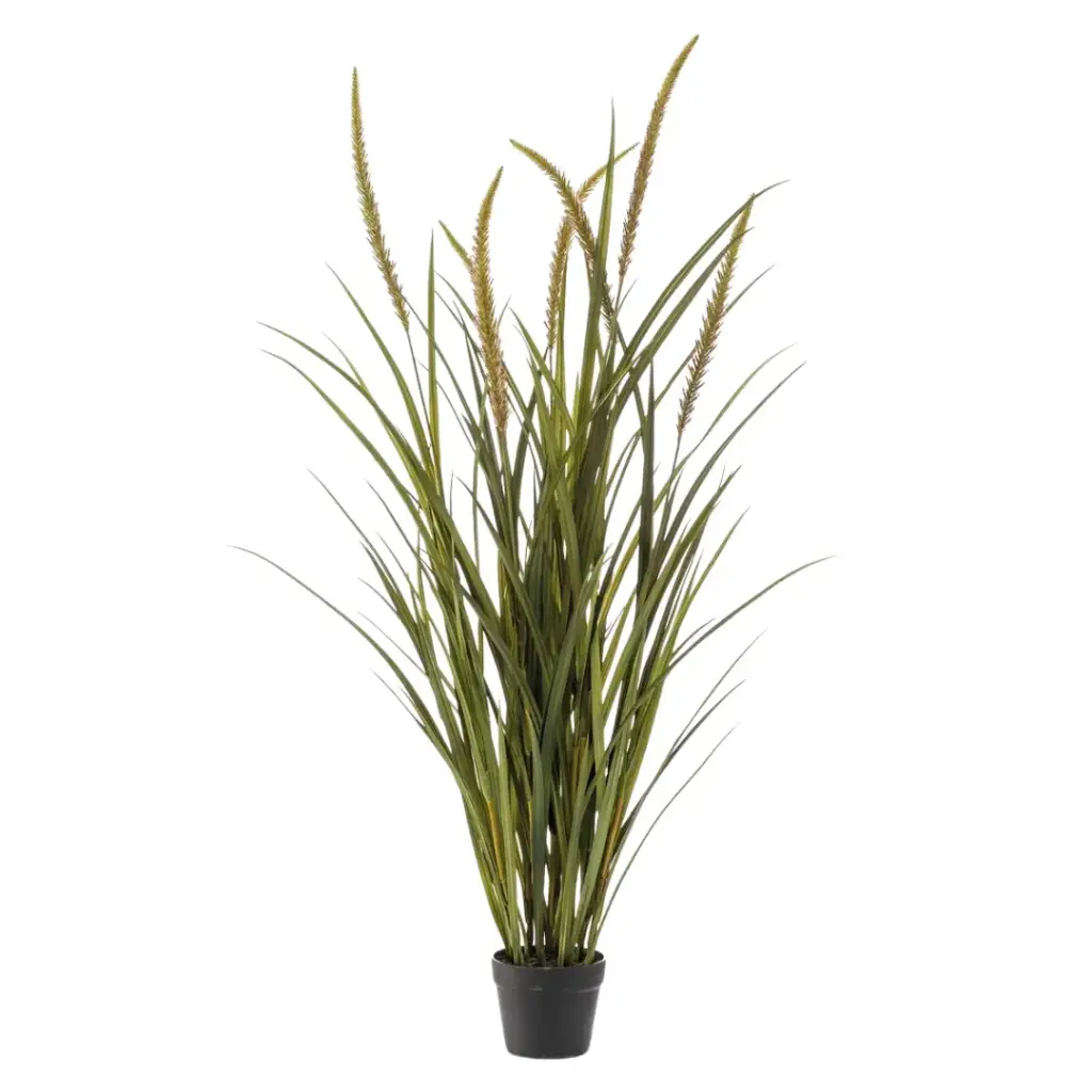 Grass Foxtail in Pot 51in