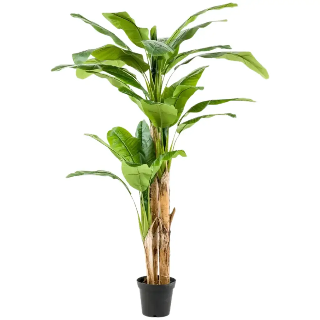 Banana Tree 7ft