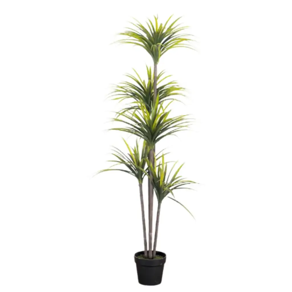 Dracaena Marginata Plant 5.2ft
