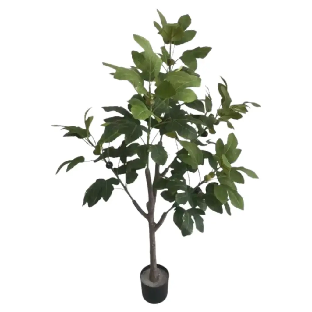 Mediterranean Fig Tree 4ft