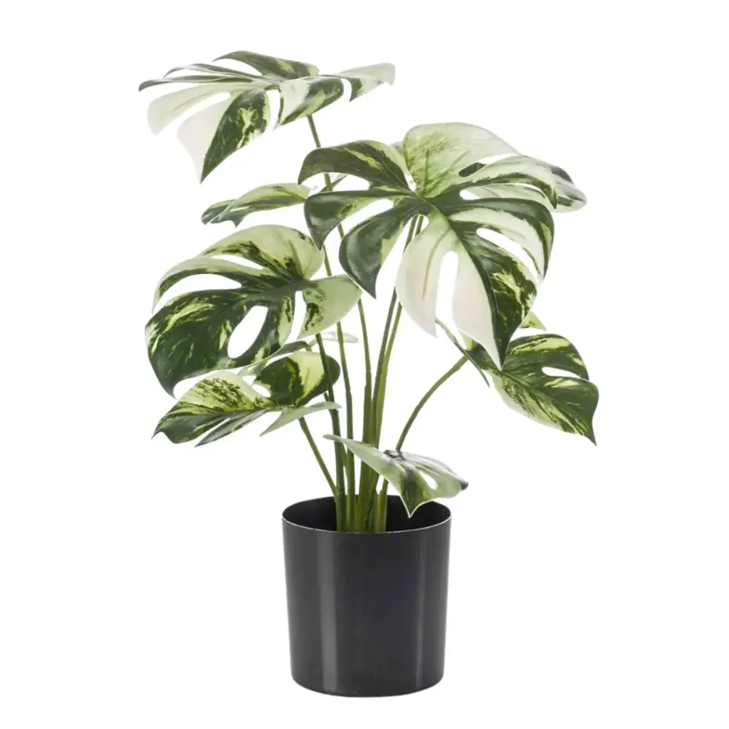 Monstera Bush in Pot 15.5in