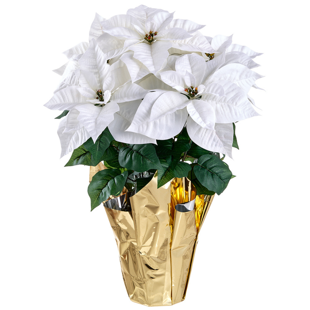 Poinsettia Bush White 26in