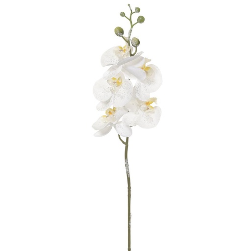 [177530-TT] Iced Phalaenopsis Orchid Spray White 24in
