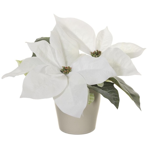[177534-TT] Poinsettia in Ceramic Vase White 8in