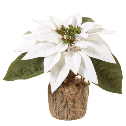 [177527-TT] Velvet Poinsettia In Burlap Pot White 8in