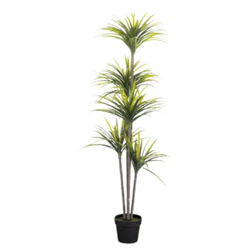 [181846-TT] Dracaena Marginata Plant 5.2ft