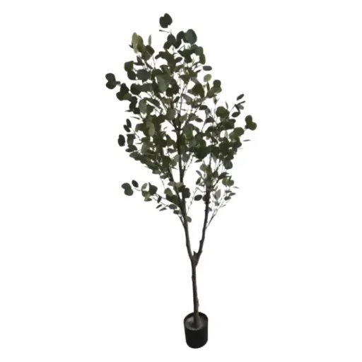 [181857-TT] Eucalyptus Tree 6ft