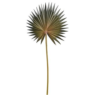 [165700-TT] Fan Palm Spray Green  15.5in