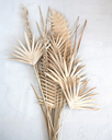 Buri Palm Lady Finger Pick 36in