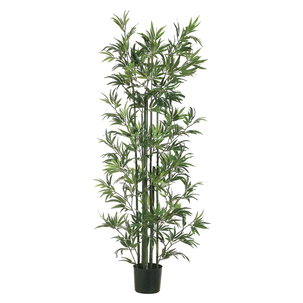 Bamboo Tree in Pot 6ft