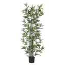 Bamboo Tree in Pot 6ft