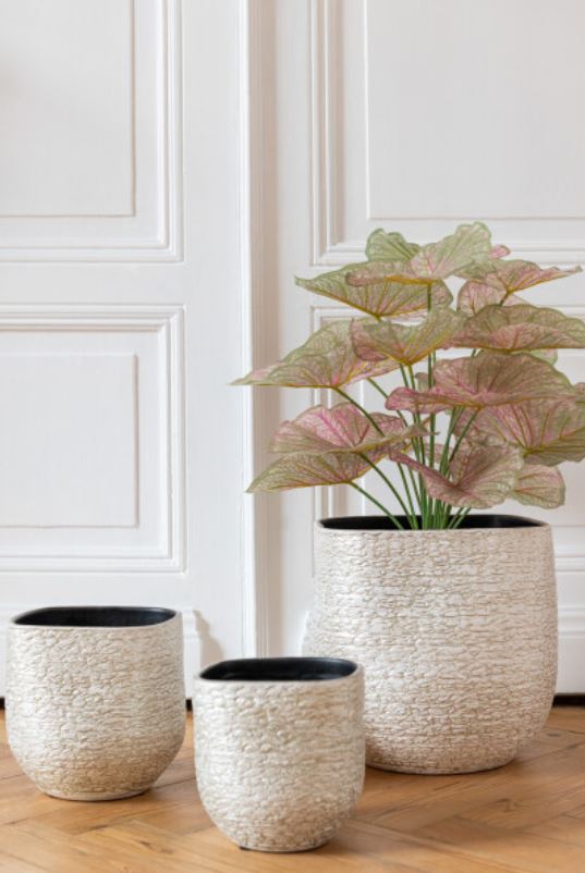 Caladium in Plastc Pot Pink/Green