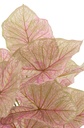 Caladium in Plastic Pot Pink/Green