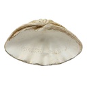 Clamshell Decor 16in