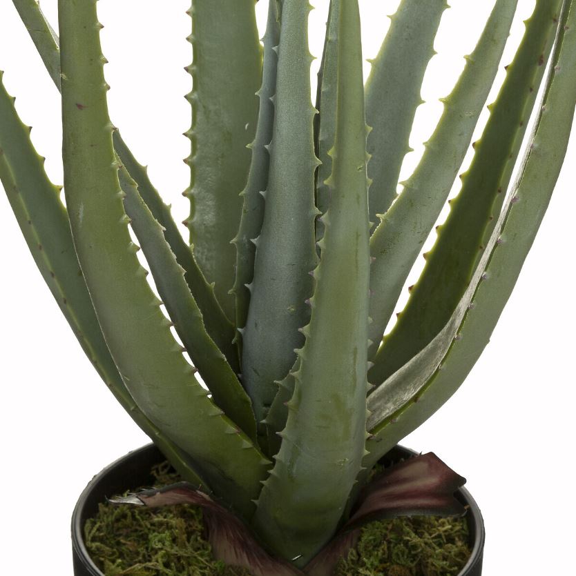 Aloe in Black Pot 44cm
