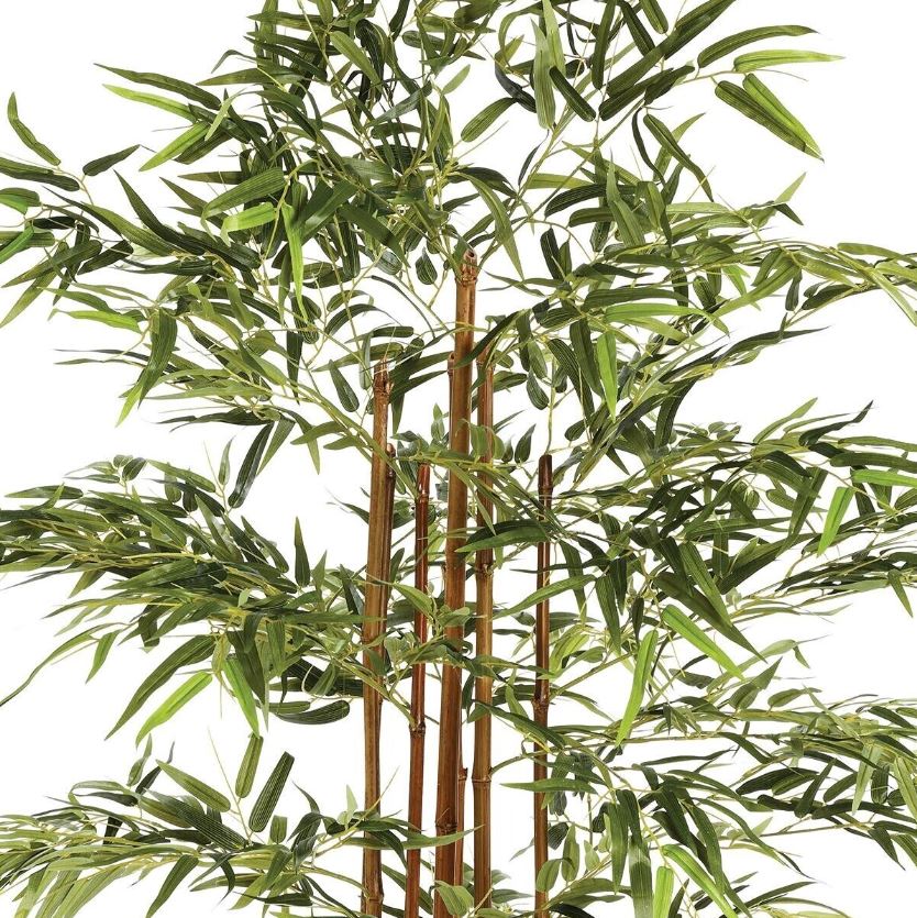 Bamboo in Pot 185cm