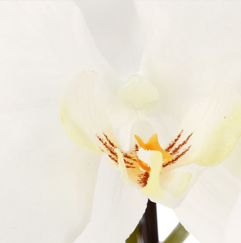 White Orchid in Black Ceramic Pot 115cm