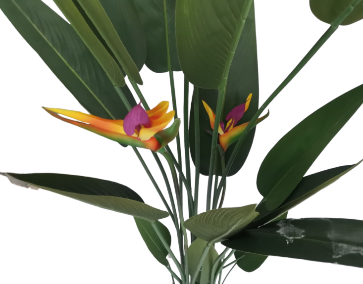Bird of Paradise Potted Plant 5ft