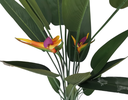 Bird of Paradise Potted Plant 6ft
