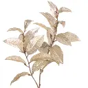 11.webp