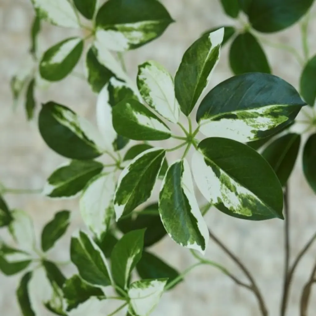 E-Com Web Images (DANNIELLA) (37).webp