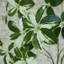 E-Com Web Images (DANNIELLA) (37).webp