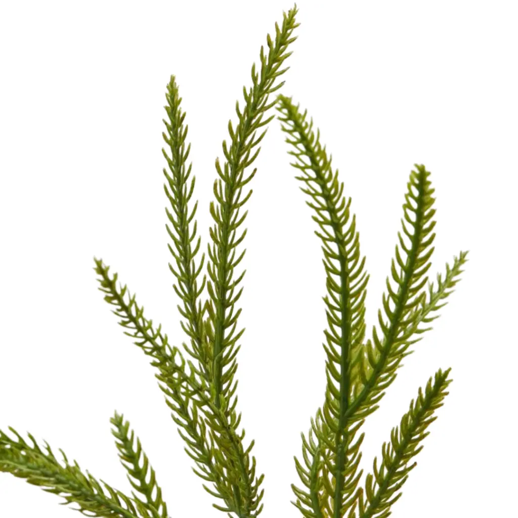 E-Com Web Images (DANNIELLA) (62).webp