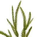 E-Com Web Images (DANNIELLA) (62).webp