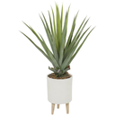 Aloe in White Footed Planter 42in