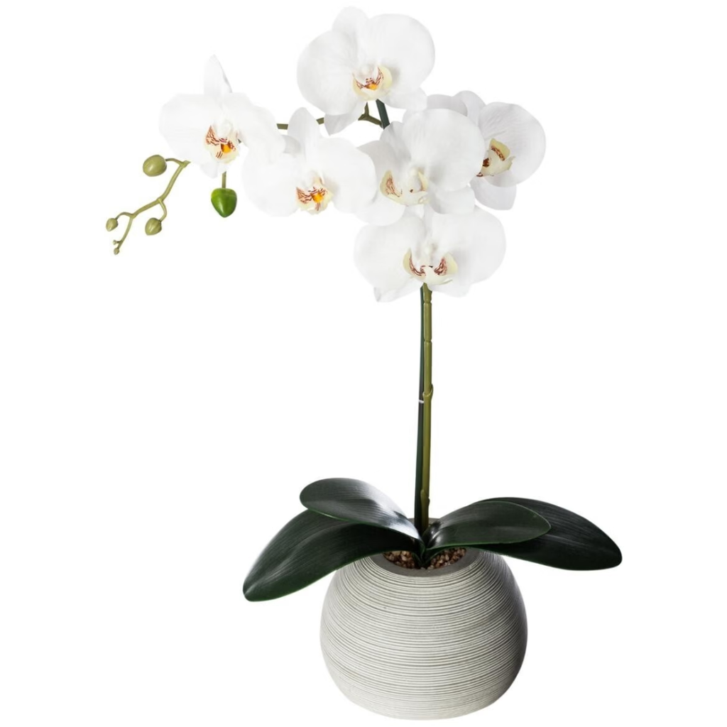 White Orchid in Cement Pot 21in