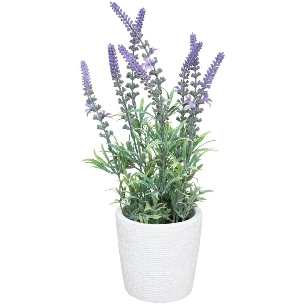 Lavender in Cement Pot 14in
