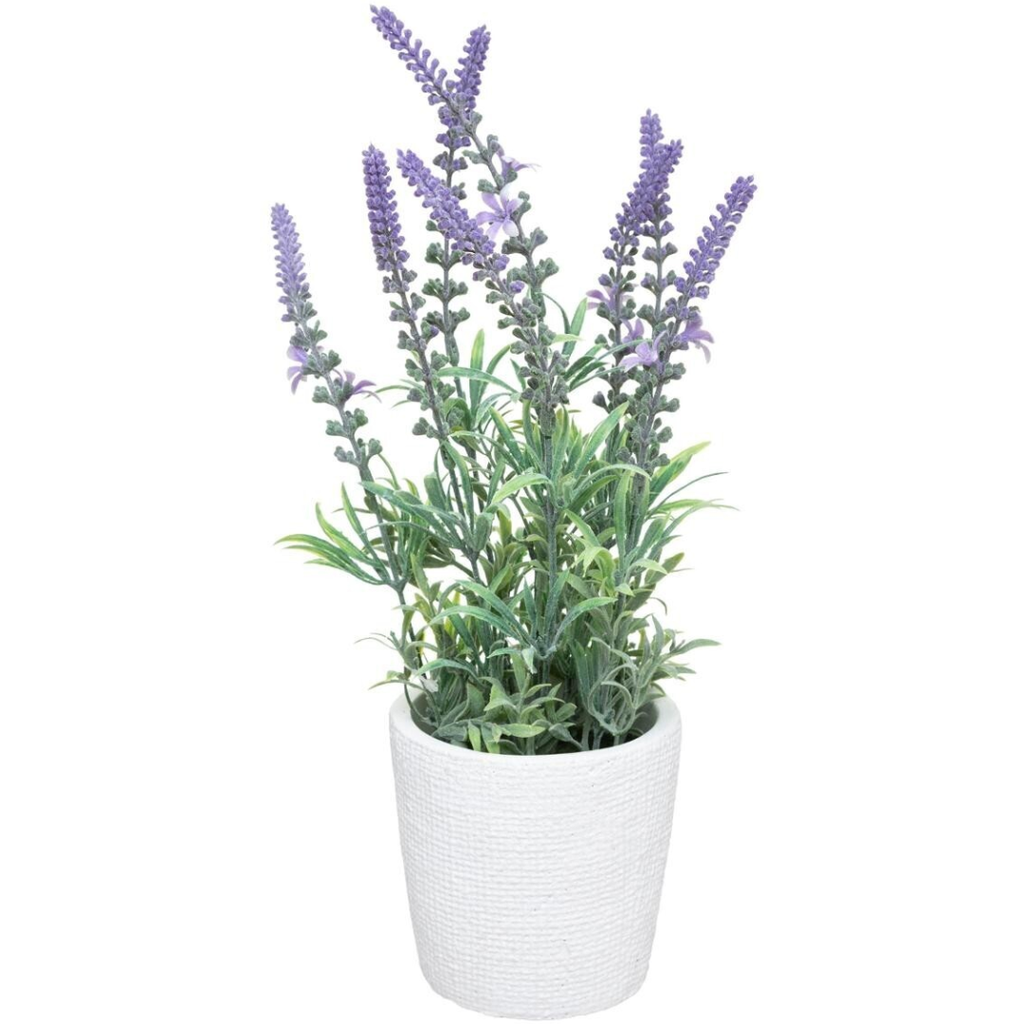 Lavender in Cement Pot 36cm
