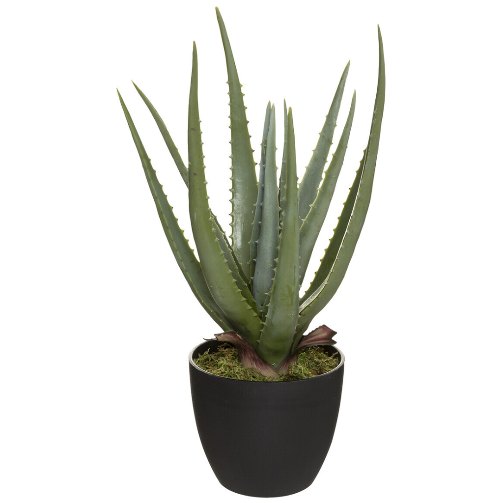 Aloe in Black Pot 44cm