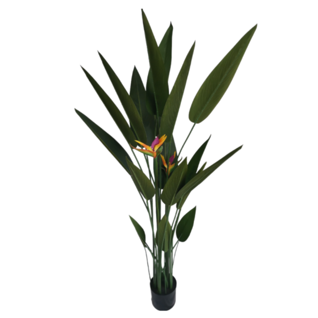 Bird of Paradise Potted Plant 6ft