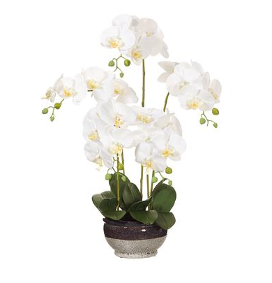 Phalaenopsis in Ceramic Vase 28in