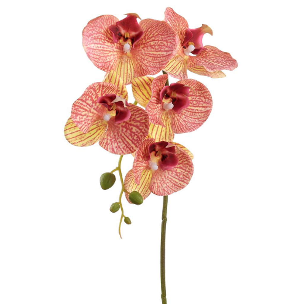 Phalaenopsis Orchid Spray Orange 20in