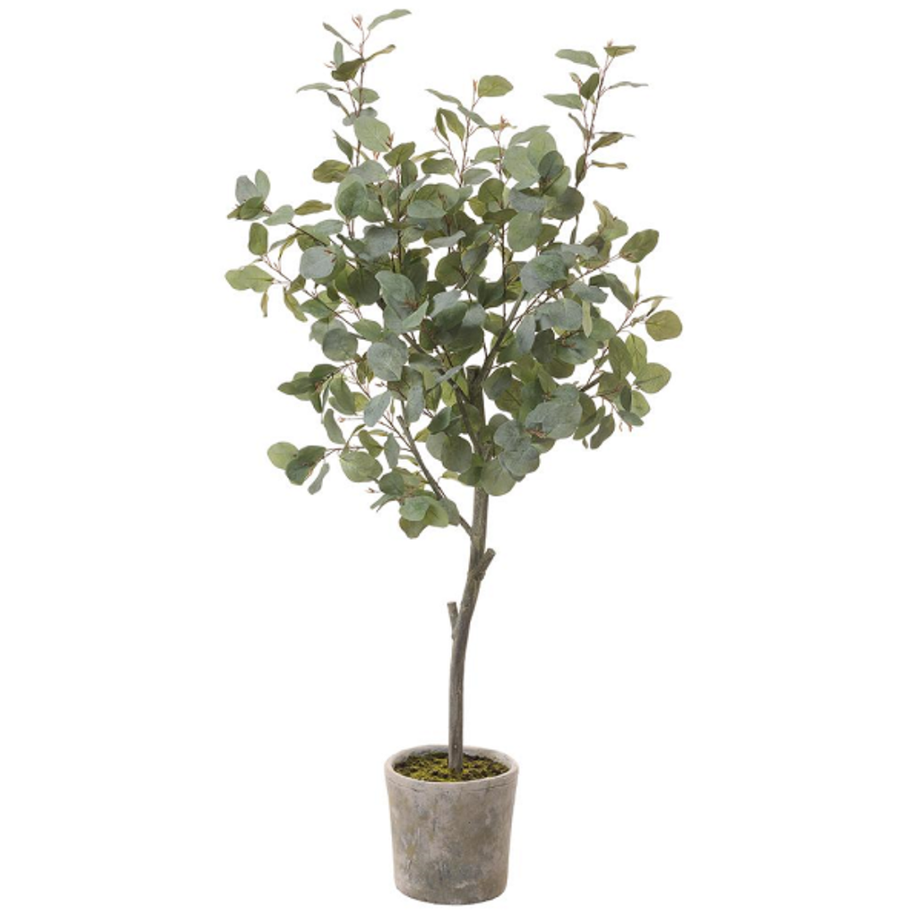 Eucalyptus Tree in Pot 60in